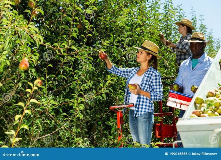 des travailleurs cueillant des fruits dans un verger