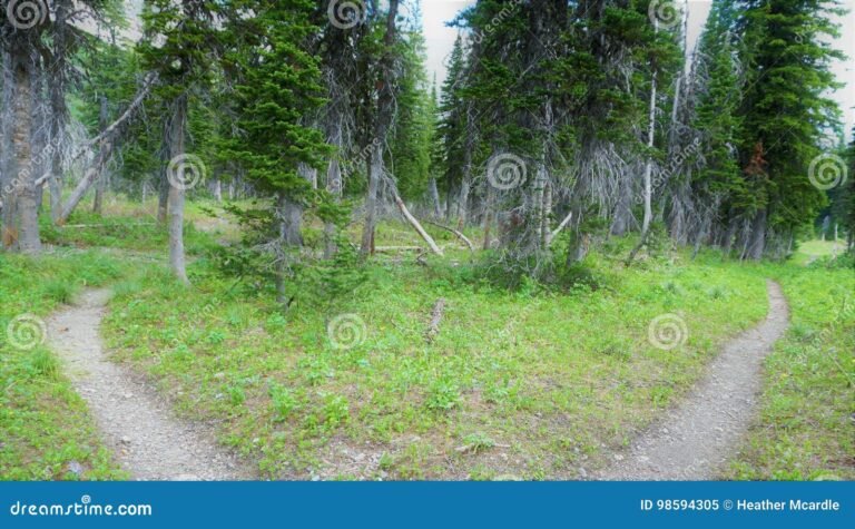 deux chemins divergents dans une foret