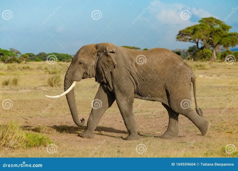 elephant marchant dans la savane