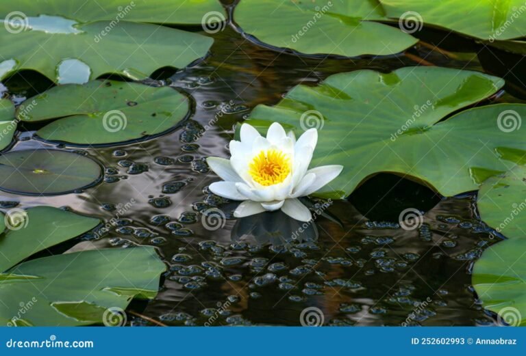 nenuphars flottant sur un etang