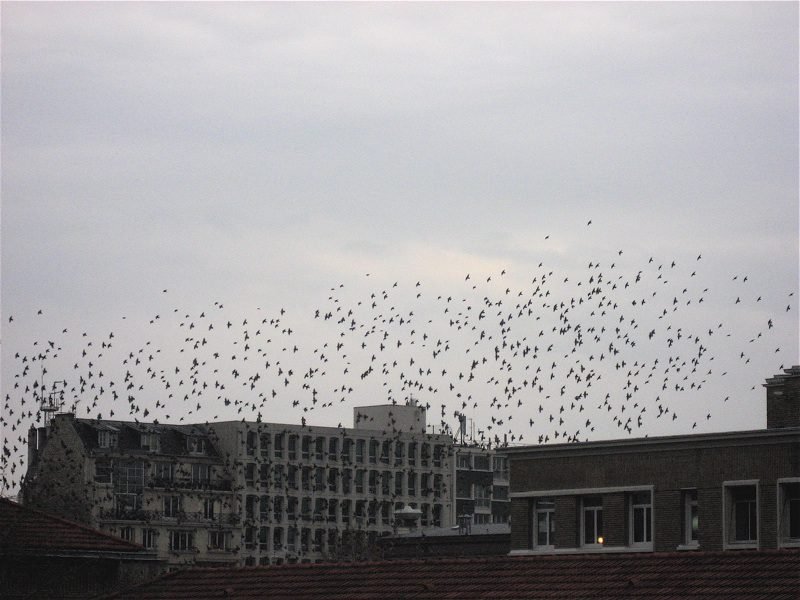 Quelle est la distance de vol des oiseaux selon Google Maps