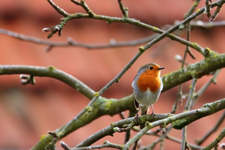 rouge gorge sur une branche darbre
