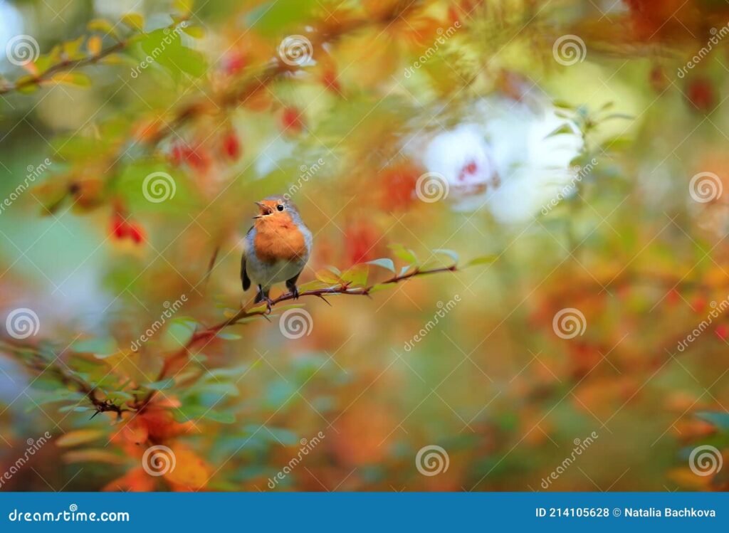 Quel est le meilleur moment pour observer les rouges-gorges à Carré Sénart 5 Quel est le meilleur moment pour observer les rouges-gorges à Carré Sénart