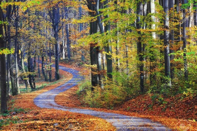 un chemin qui serpente a travers la foret