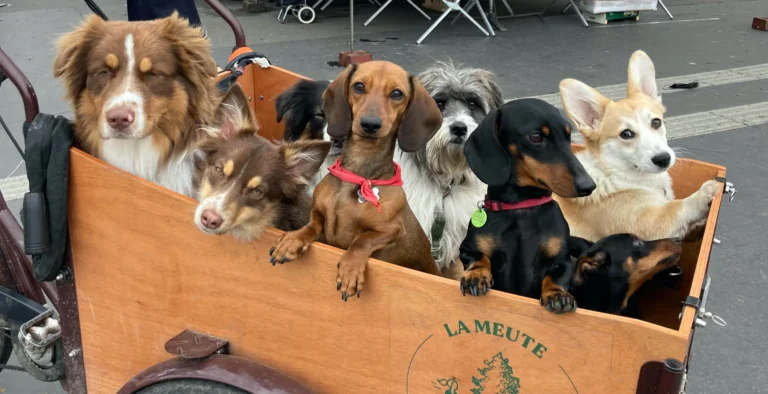 un pet sitter avec un chien a paris