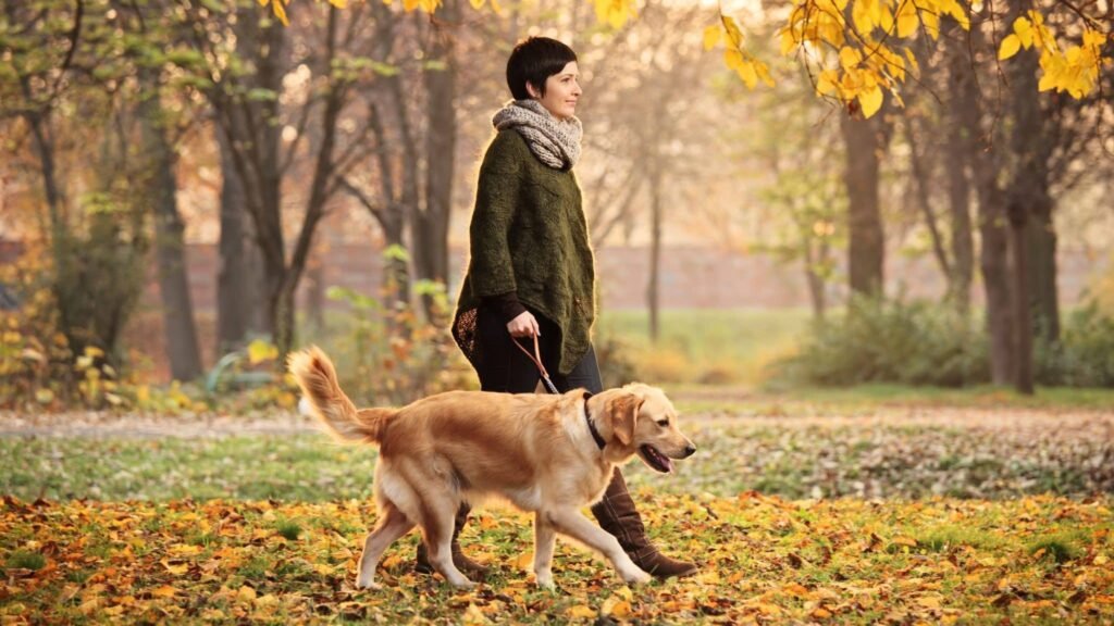 Comment devenir promeneur de chien et trouver des clients facilement