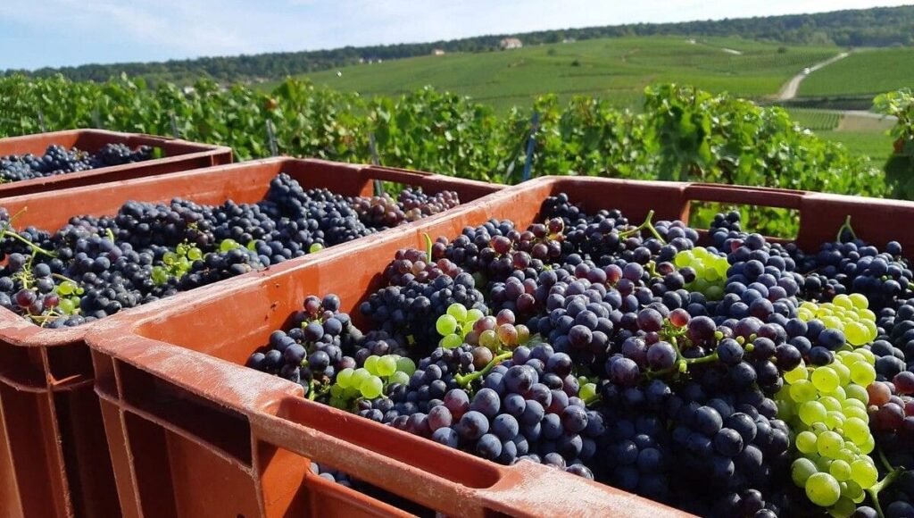 Comment se déroule le système de vendange nourri logé en Champagne